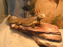 Basking