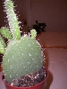 Prickly Pear?