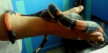 Julian