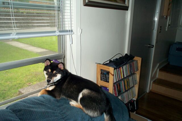 Katana Looking Outside