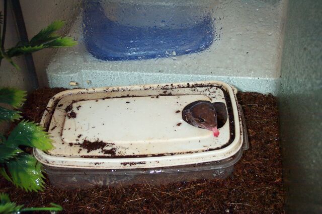 Male Fat-tailed Gecko drinking