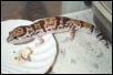 Awesome Male Fat-tailed Gecko