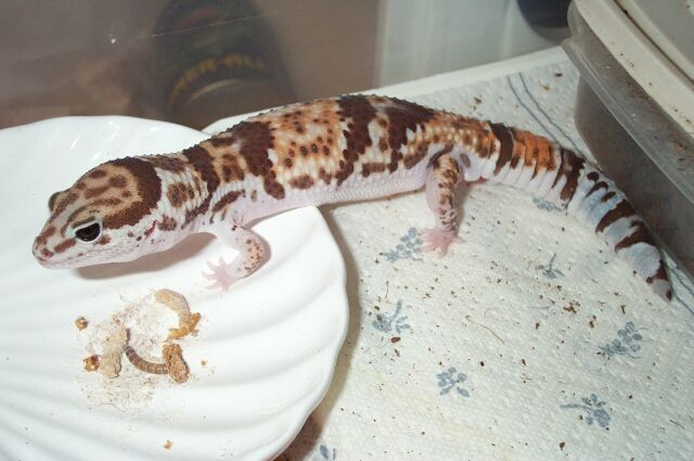 Awesome Male Fat-tailed Gecko