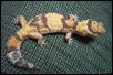Fat Tail Gecko