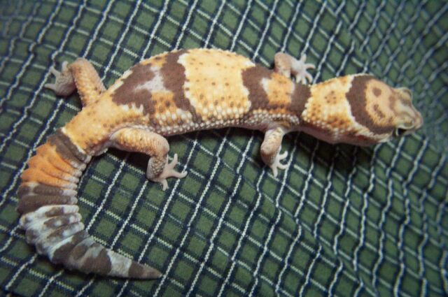 Fat Tail Gecko