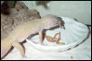Patternless Female Eating Mealie