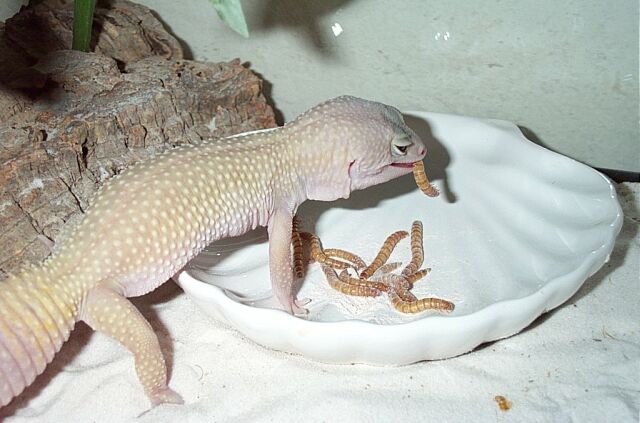 Patternless Female Eating Mealie