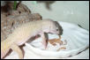 Patternless Female Eyeing Her Prey
