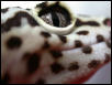 Willy, Up Close