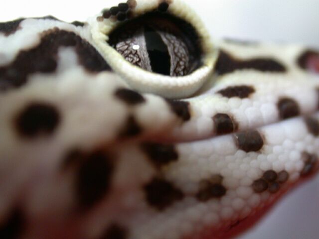 Willy, Up Close