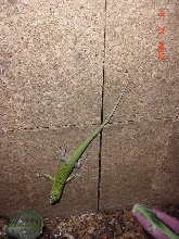 Emerald Tree Skinks (Dasia Smaragdina)4