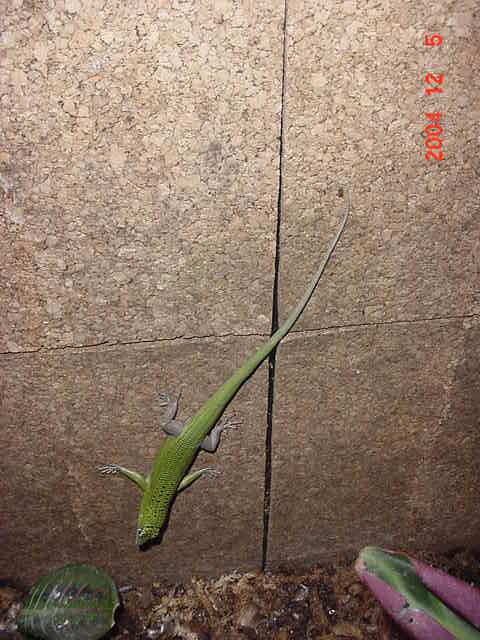 Emerald Tree Skinks (Dasia Smaragdina)4