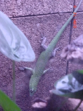 Emerald Tree Skinks (Dasia Smaragdina)3