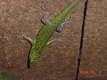 Emerald Tree Skinks (Dasia Smaragdina)1