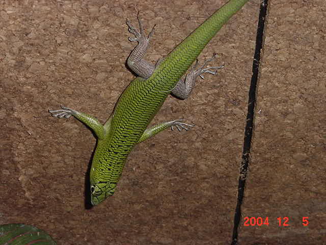 Emerald Tree Skinks (Dasia Smaragdina)1
