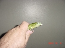 Emerald Tree Skinks (Dasia Smaragdina)2