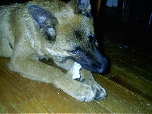 Zeus