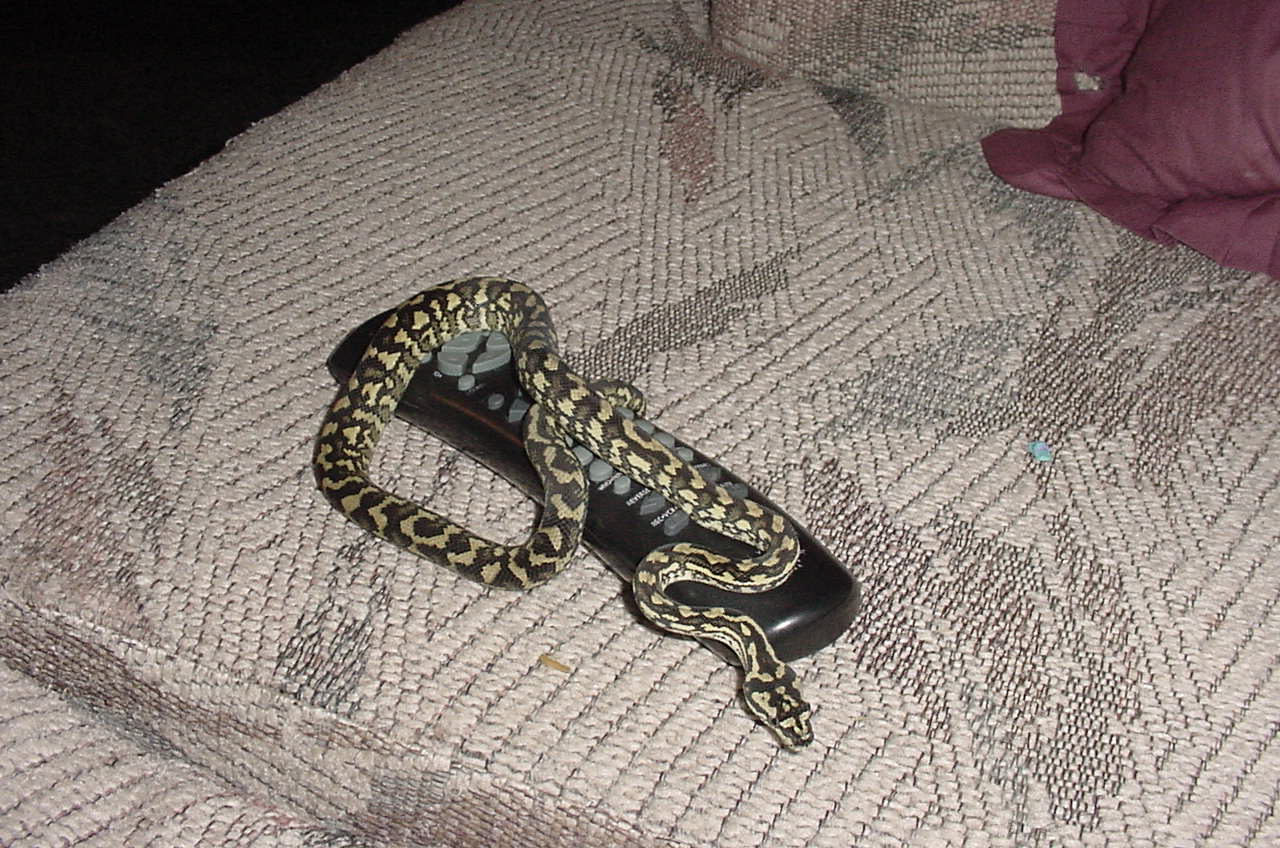 Don't touch that remote!