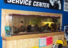 125 gal. Cichlid tank