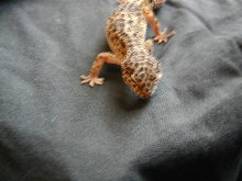 George Male Leo