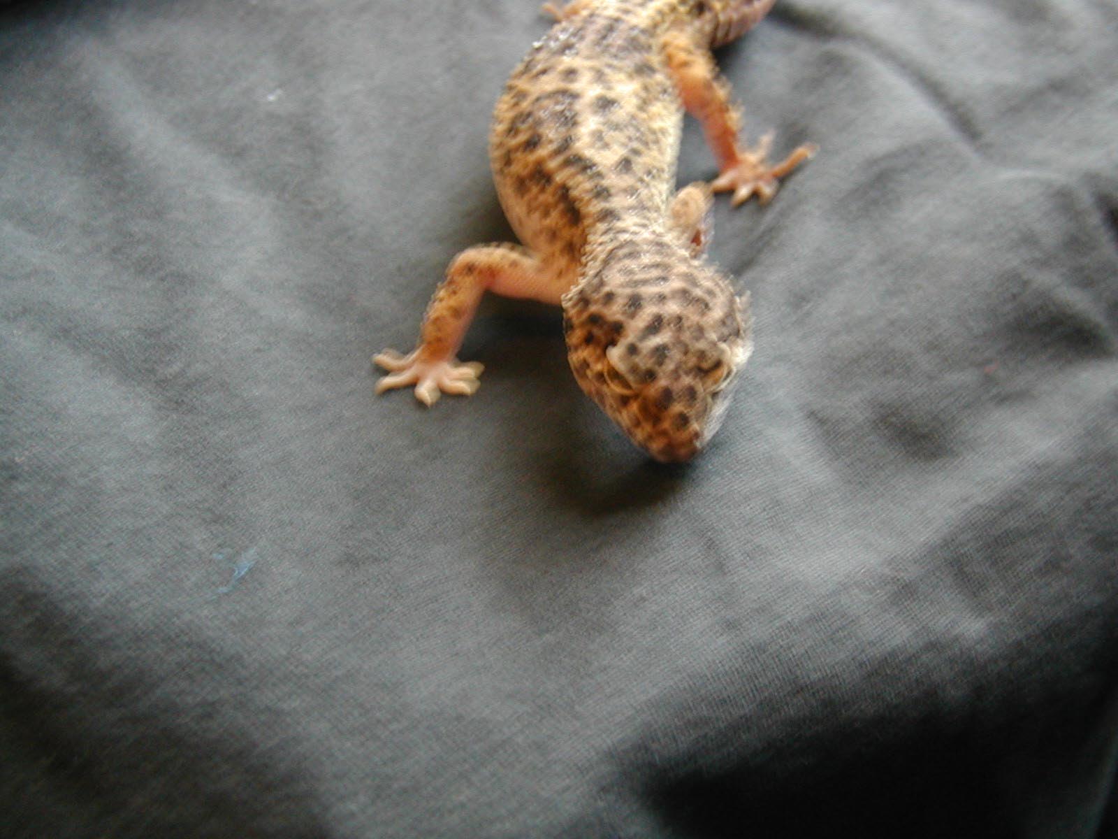George Male Leo