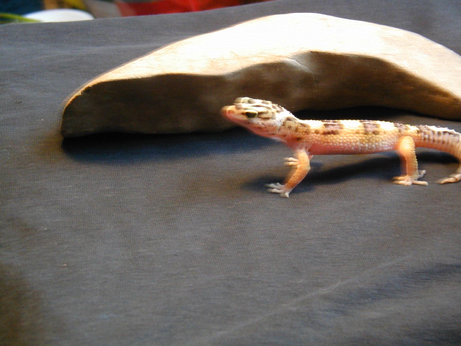 Male Leo