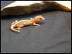 Stripe Red Phase P.Pictus