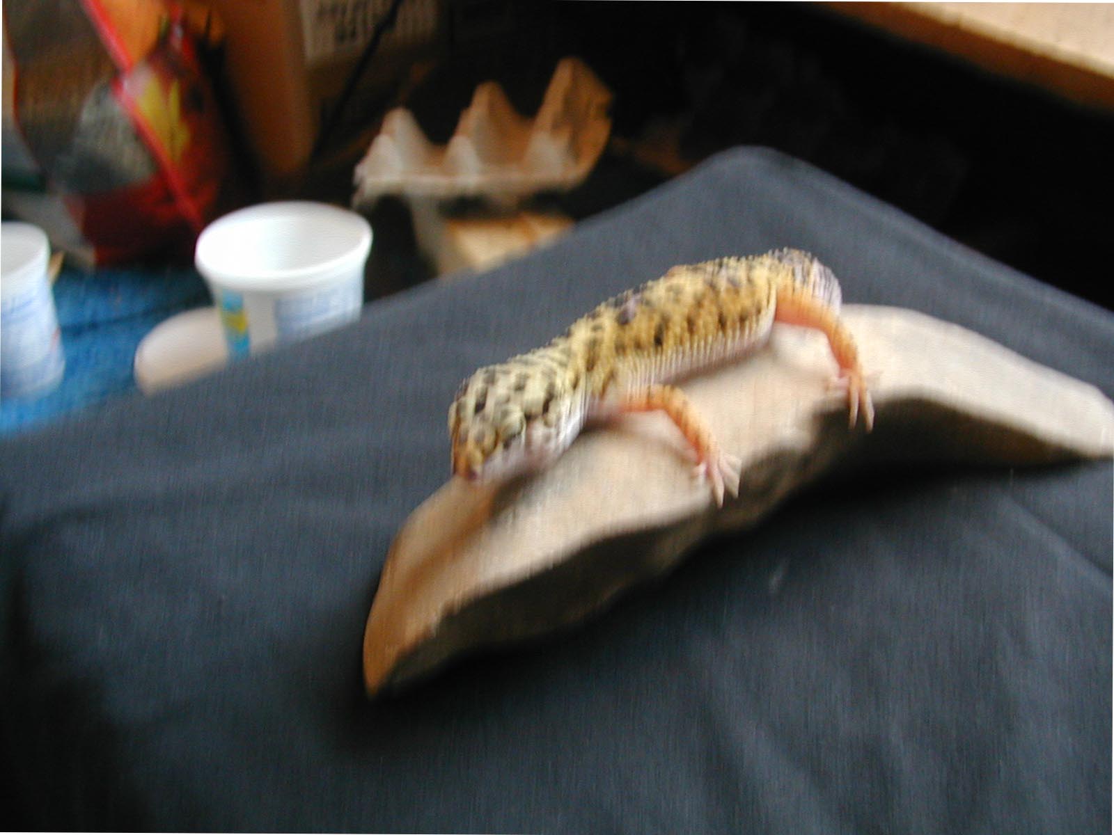 Hi-Yellow Female