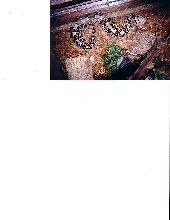Gaboon Viper