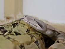 Male Het Albino I