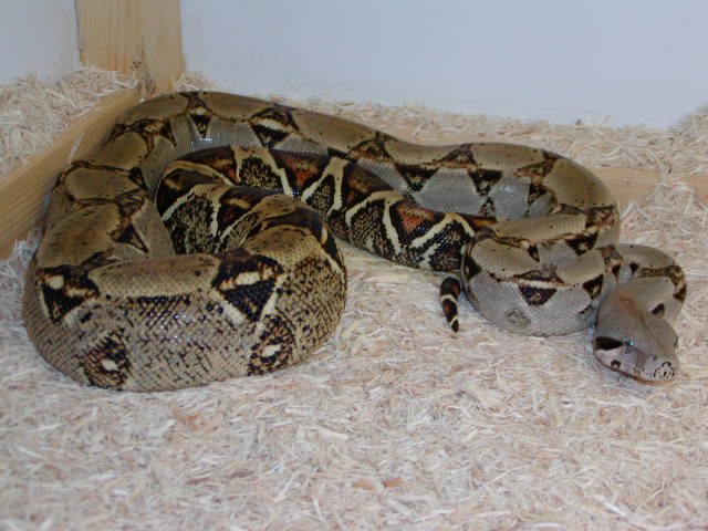 '02 female het albino V