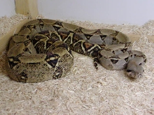 '02 female het albino IIII