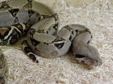 '02 female het albino III