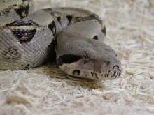 '02 female het albino II