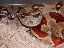 DH Ghost male
