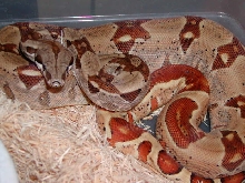 DH Ghoast male II
