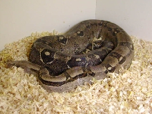7' Anery Female