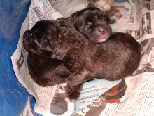 2 male Mastiffs