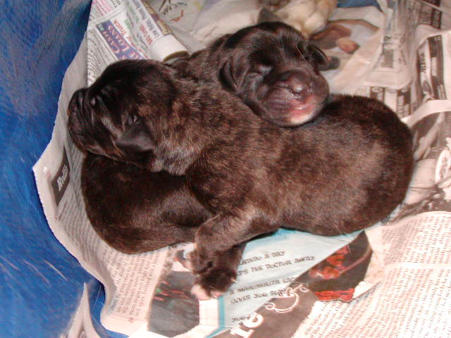 2 male Mastiffs
