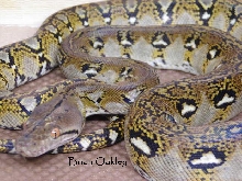 Male Granite Retic