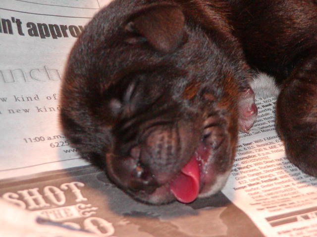 single male Mastiff