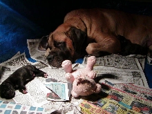 Mom and her pups