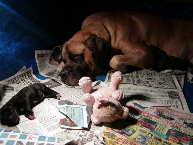 Mom and her pups