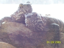 closeup spinytails