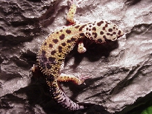 Lizz on the wall