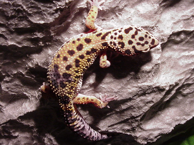 Lizz on the wall