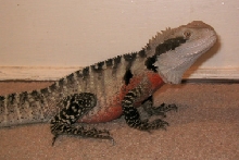 Tawnie Mature