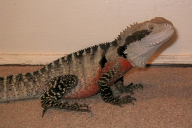 Tawnie Mature