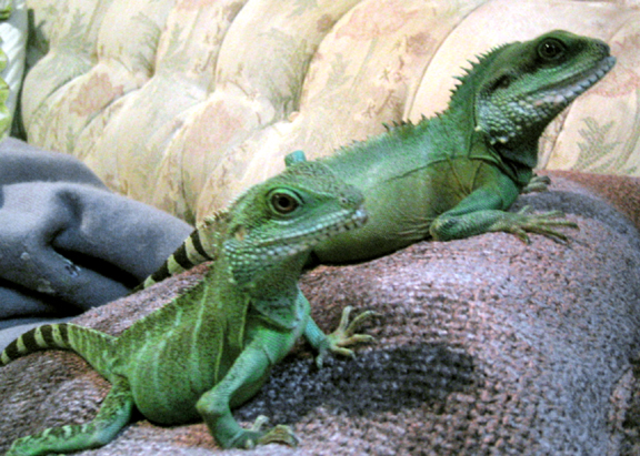 Byron and Ophelia Winter '04