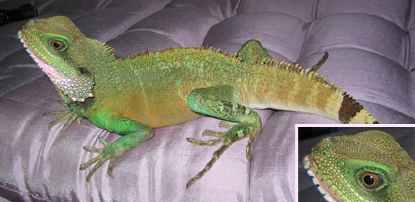 Orange boy